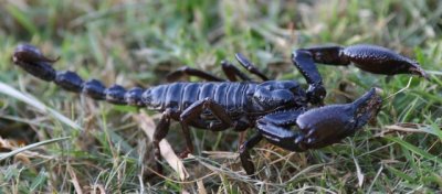 scorpion  25cm