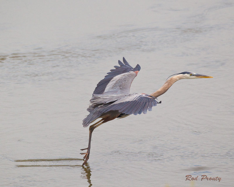 0008-Heron.jpg