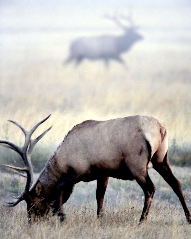 Yellowstone NP