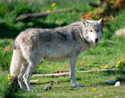 Wolves-Yellowstone