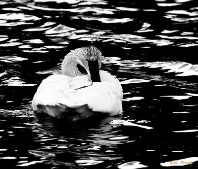 0070-Swan.jpg
