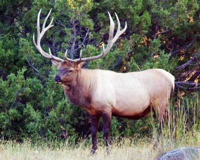 Yellowstone NP