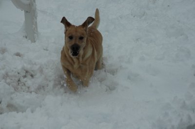 cowboy snow.jpg