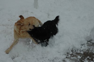 cowboy_lucky_snow.jpg