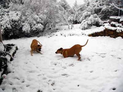 I'm going to make a Snow Angel