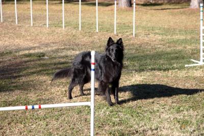 Reba  -- Belgian Sheepdog