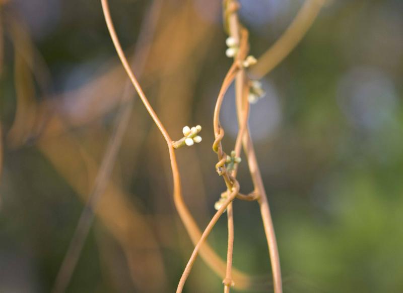 Orange Vines