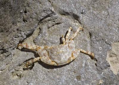 Crab Carcass