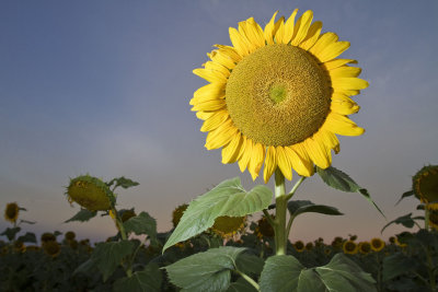 Sun Flowers and Sunrises with AusPhotography
