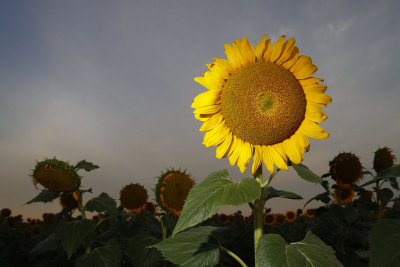 100131 Moon Sun Flowers 197.jpg