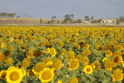 100131 Moon Sun Flowers 223.jpg