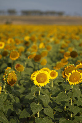 100131 Moon Sun Flowers 235.jpg