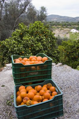 Orange Crop, Saleres