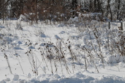 DSC_9693.JPG