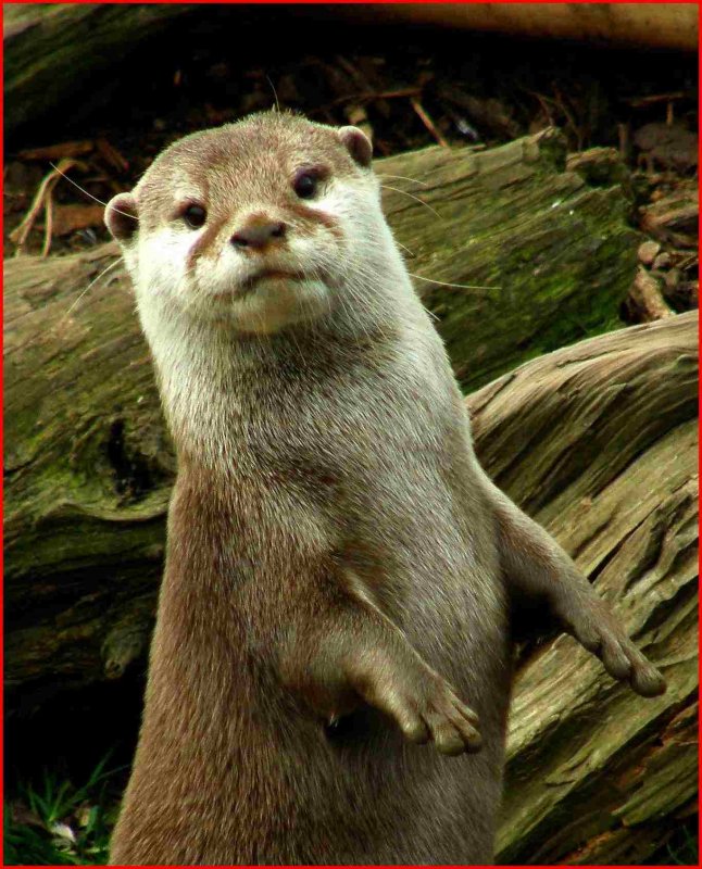 Otter.