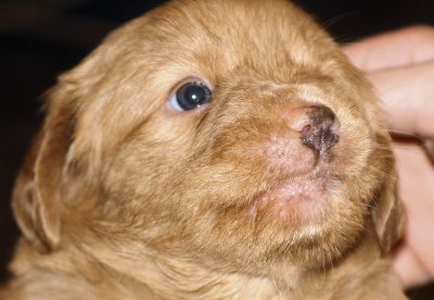 Nova Scotia Duck Tolling Retriver Puppy 13