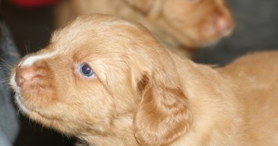 Nova Scotia Duck Tolling Retriver Puppy 14