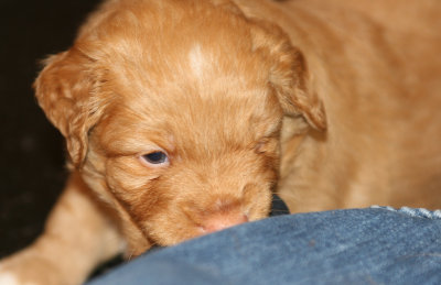 Nova Scotia Duck Tolling Retriver Puppy 16