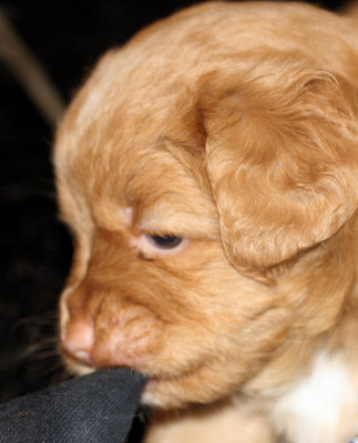 Nova Scotia Duck Tolling Retriver Puppy 17