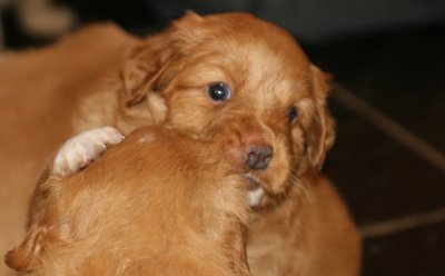 Nova Scotia Duck Tolling Retriver Puppy 19