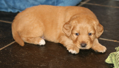 Nova Scotia Duck Tolling Retriver Puppy 20