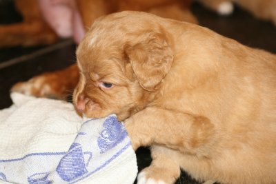 Nova Scotia Duck Tolling Retriver Puppy 21