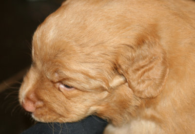 Nova Scotia Duck Tolling Retriver Puppy 24