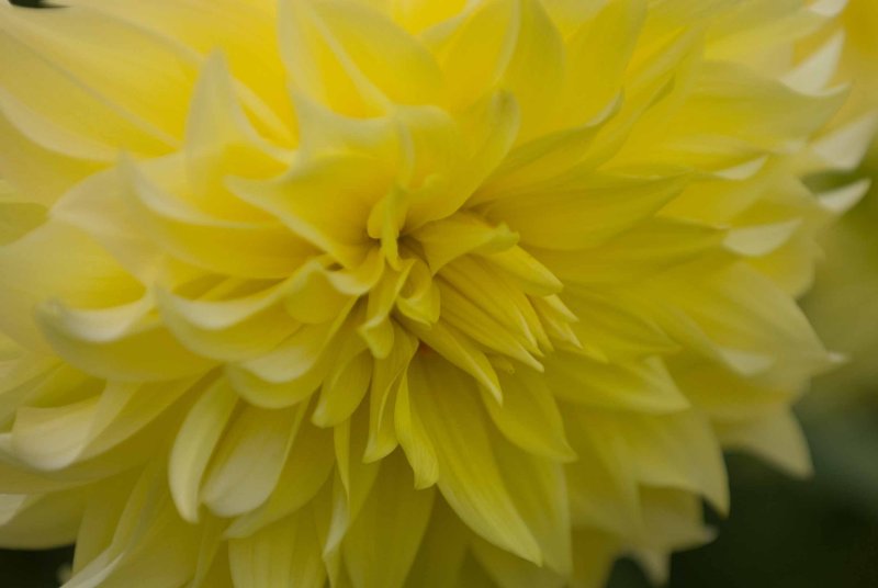 dahlia_festival_2008