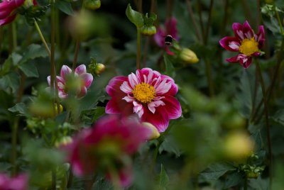 DSC_3532.jpg