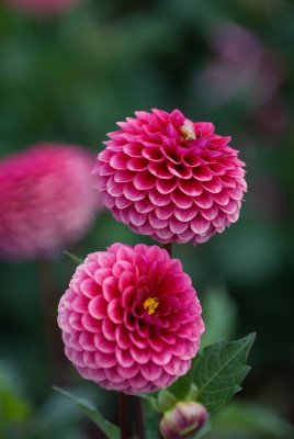 DSC_3567.jpg