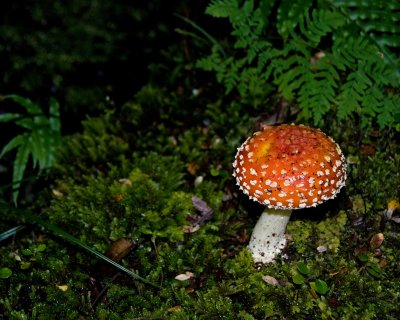DSC_3411b.jpg