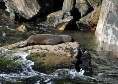 Aaaaahhhhh, Milford Sound seal.