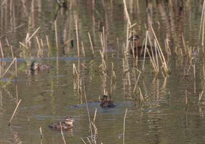 masked_duck_pair_nov_2007