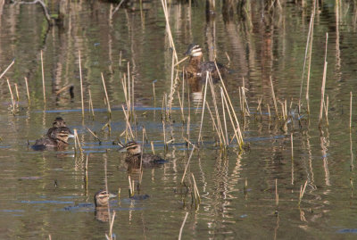 Masked Duck Male w/Ducklings