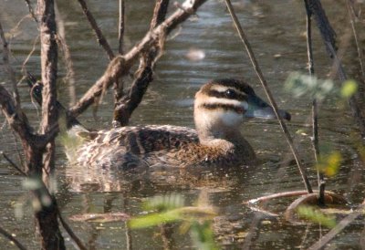 Masked Duck Female