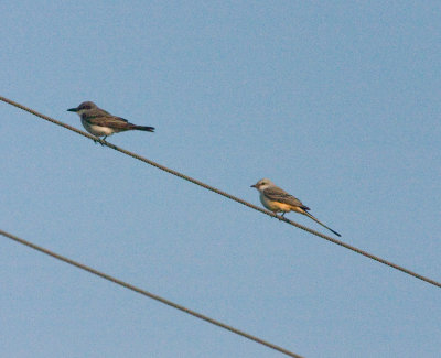 gray_kingbird_nov_07