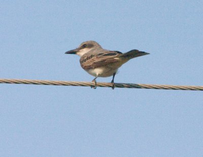 gray_kingbird_nov_07