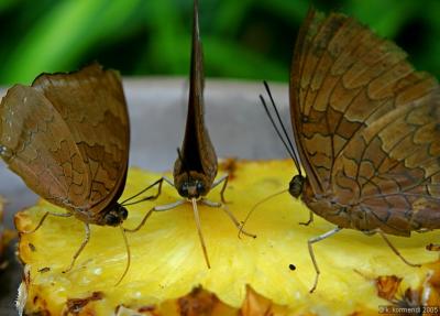 Butterfly Meeting