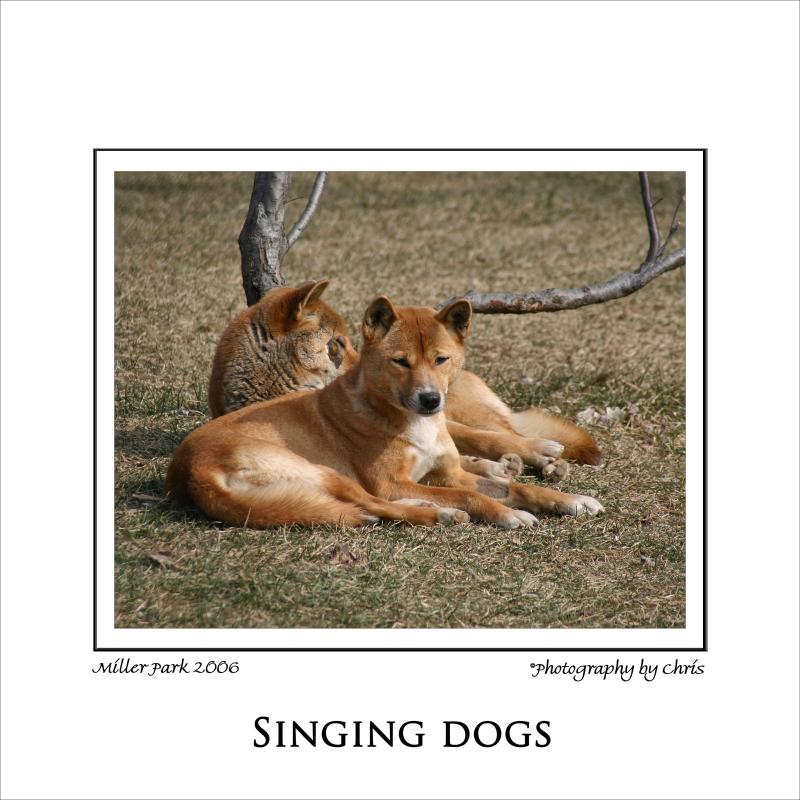 Singing-Dogs.jpg