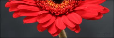 CRW_5620_JFR12x4.jpg