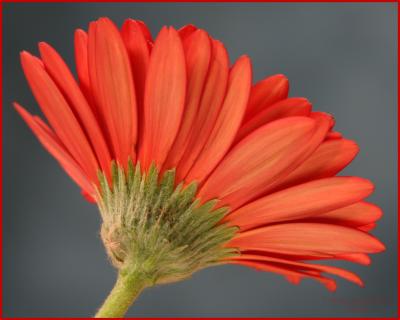CRW_5594_JFR8x10.jpg