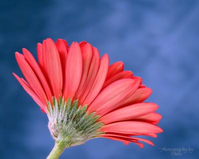 CRW_5587_JFR8x10.jpg