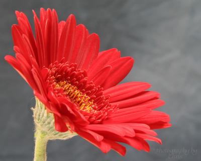 CRW_5584_JFR8x10.jpg