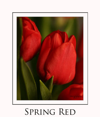 Spring-Red-Tulip.jpg