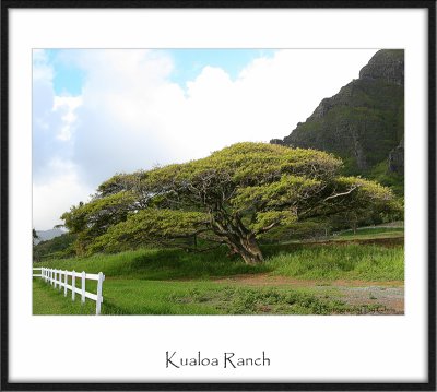 kualoa Ranch Tree