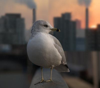 bird in the city