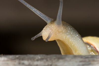 DSC08589 - Macro.jpg