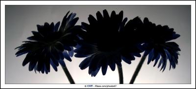 g3/79/562879/3/58201599.04_04_06BlueGerberas.jpg