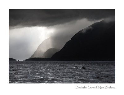 (023) Dolphins, Doubtful Sound