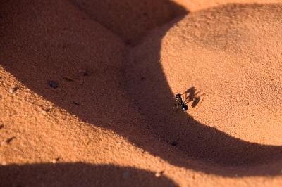 Desert ant